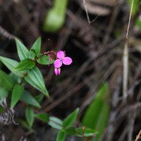 Sonerila lanceolata Thwaites